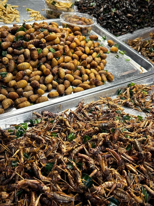 Insects to eat