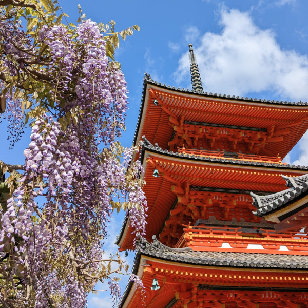 pagoda at kiyomizu dera in kyoto japan